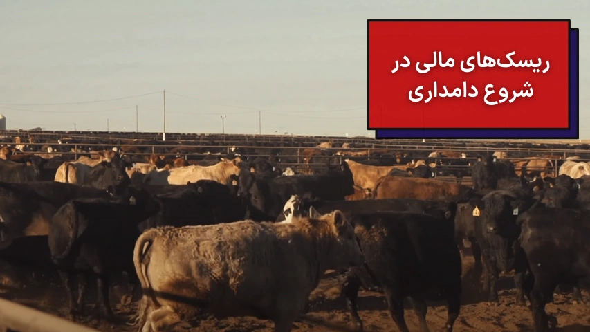ریسک‌های مالی در شروع دامداری