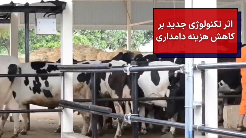 اثر تکنولوژی جدید بر کاهش هزینه دامداری تهران