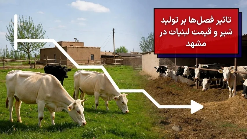 تاثیر فصل ها بر تولید شیر و قیمت لبنیات در مشهد