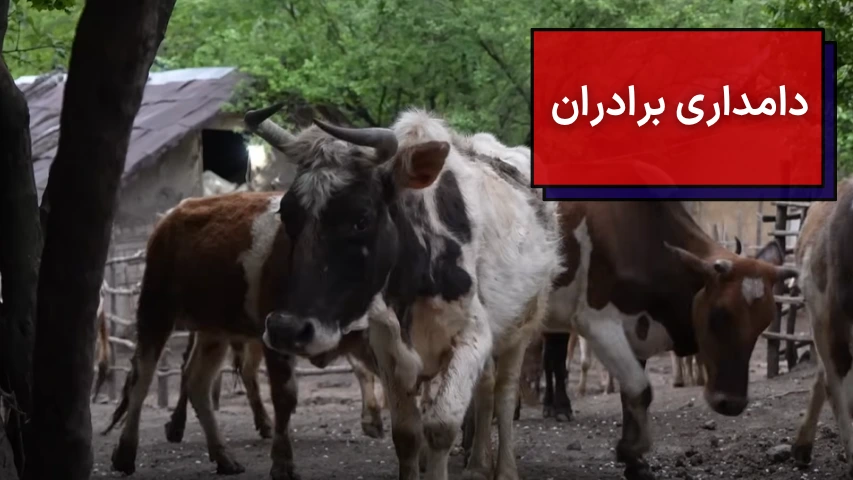 دامداری برادران
