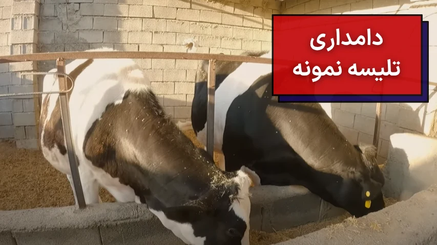 دامداری تلیسه نمونه
