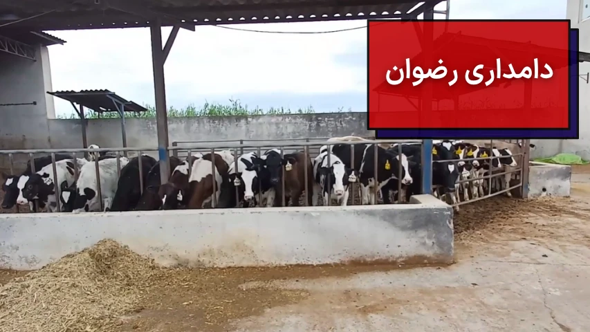دامداری رضوان