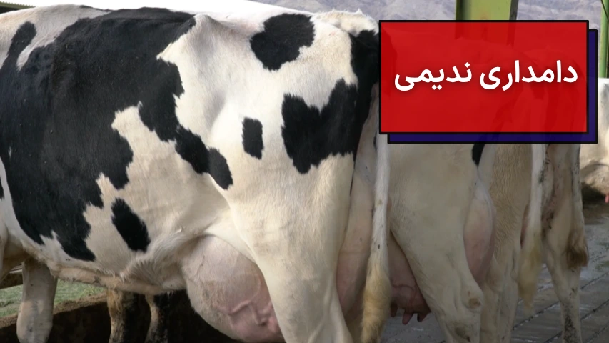 دامداری ندیمی