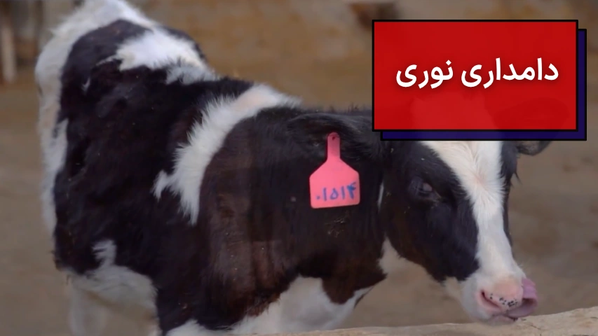 دامداری نوری