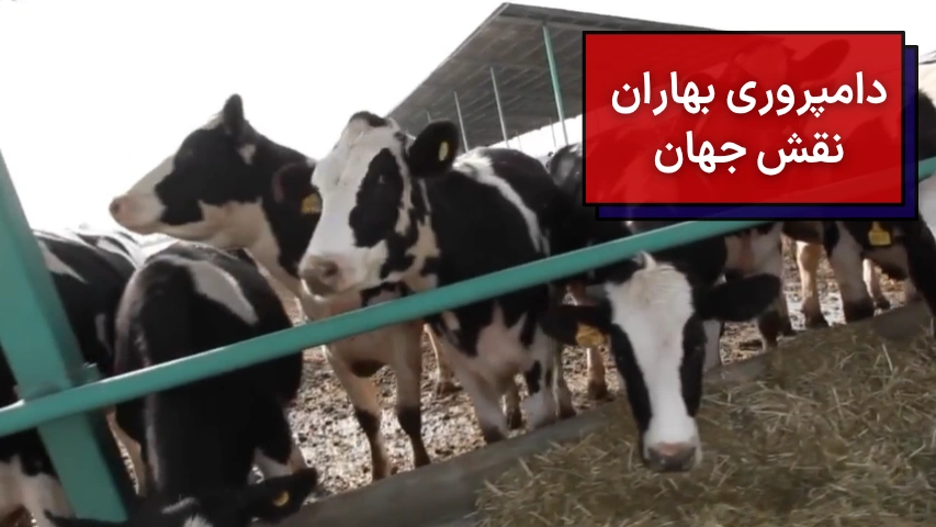 دامپروری بهاران نقش جهان