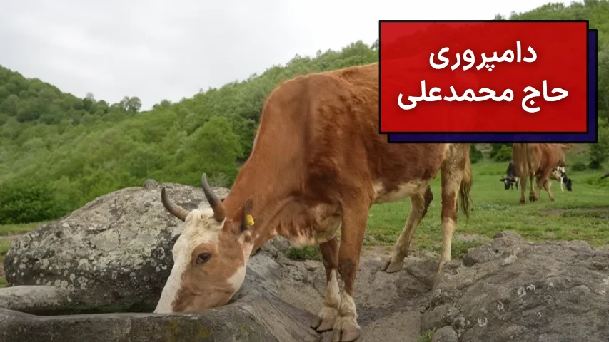 دامپروری حاج محمدعلی