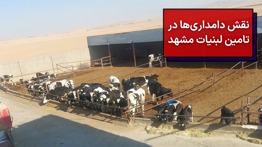 نقش دامداری ها در تامین لبنیات مشهد
