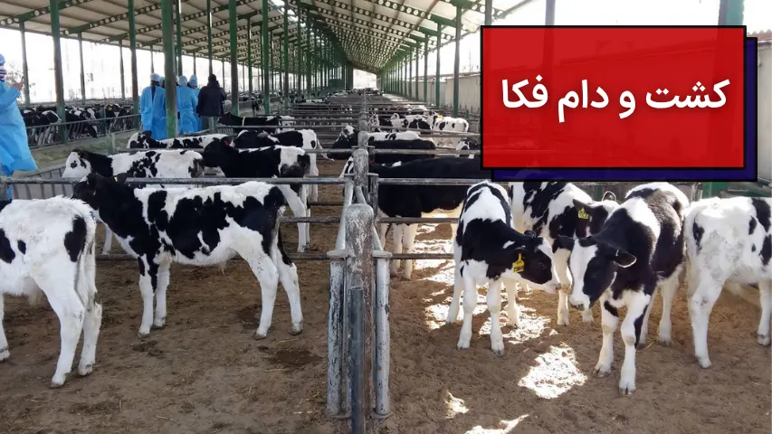کشت و دام فکا