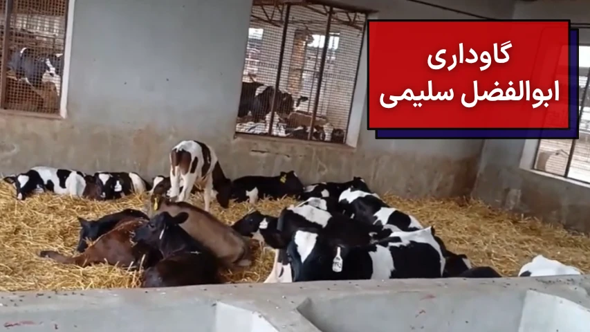 گاوداری ابوالفضل سلیمی