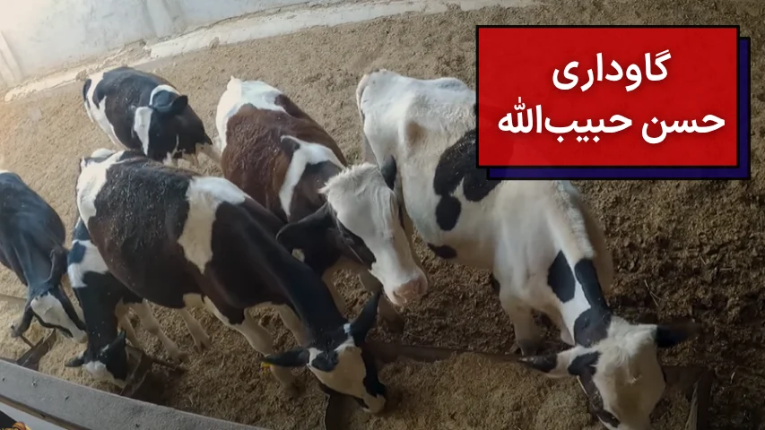 گاوداری حسن حبیب الله