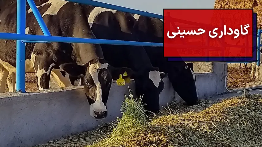 گاوداری حسینی