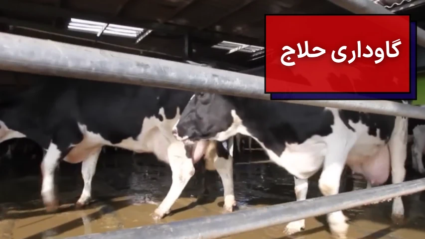 گاوداری حلاج