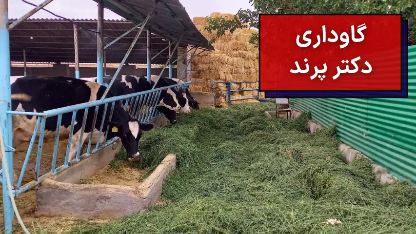 گاوداری دکتر پرند