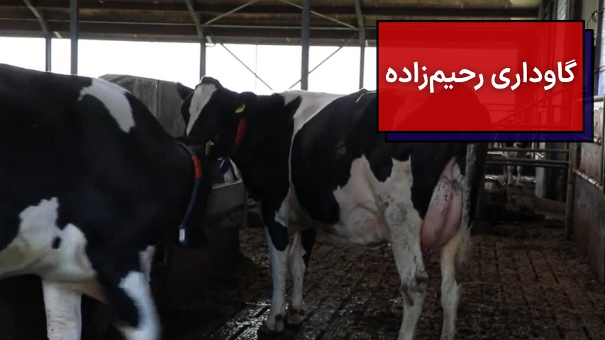 گاوداری رحیم زاده