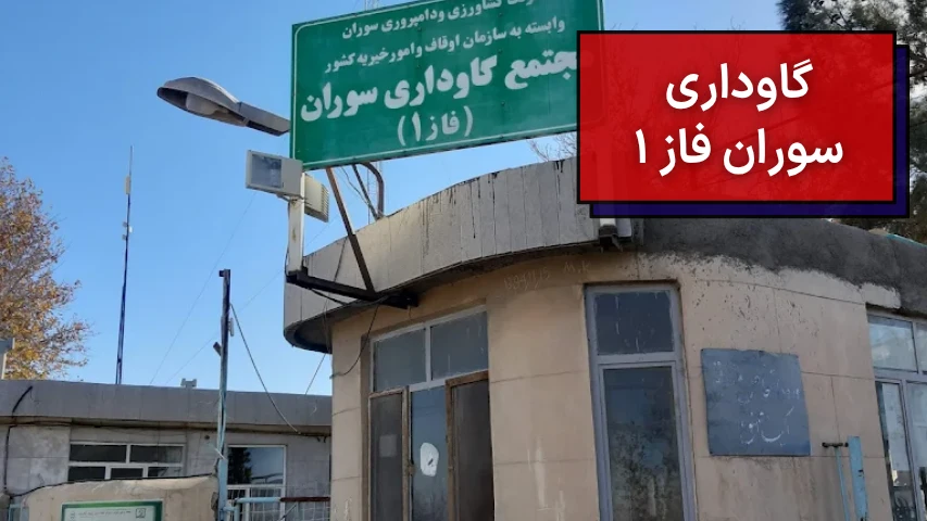 گاوداری سوران فاز 1