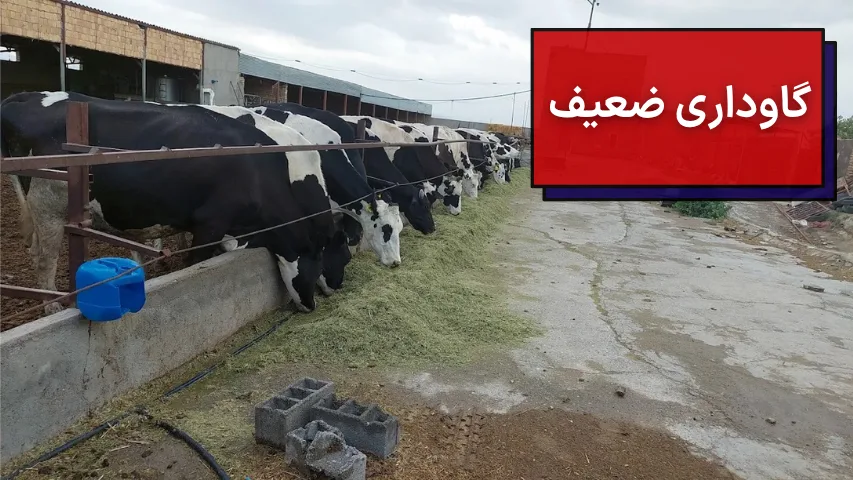 گاوداری ضعیف