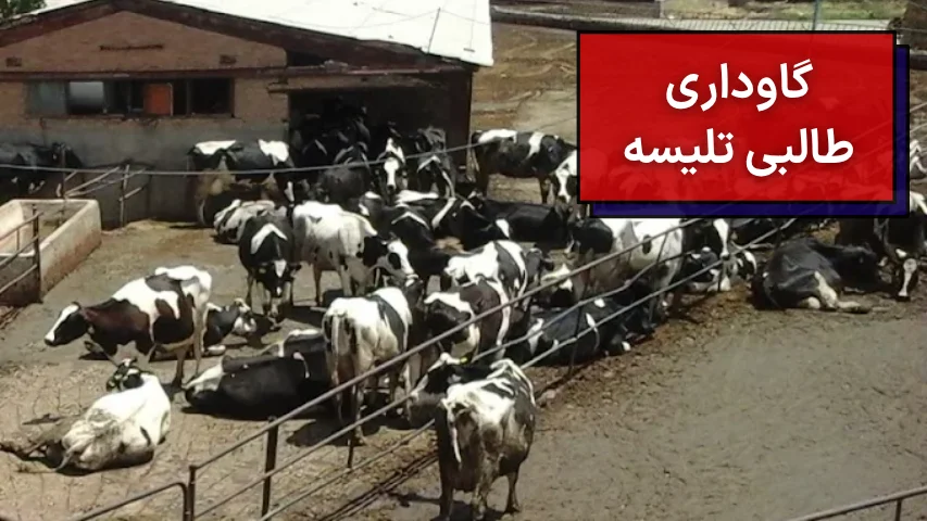 گاوداری طالبی تلیسه
