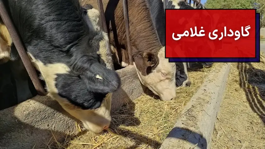 گاوداری غلامی