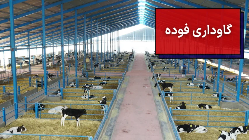 گاوداری فوده