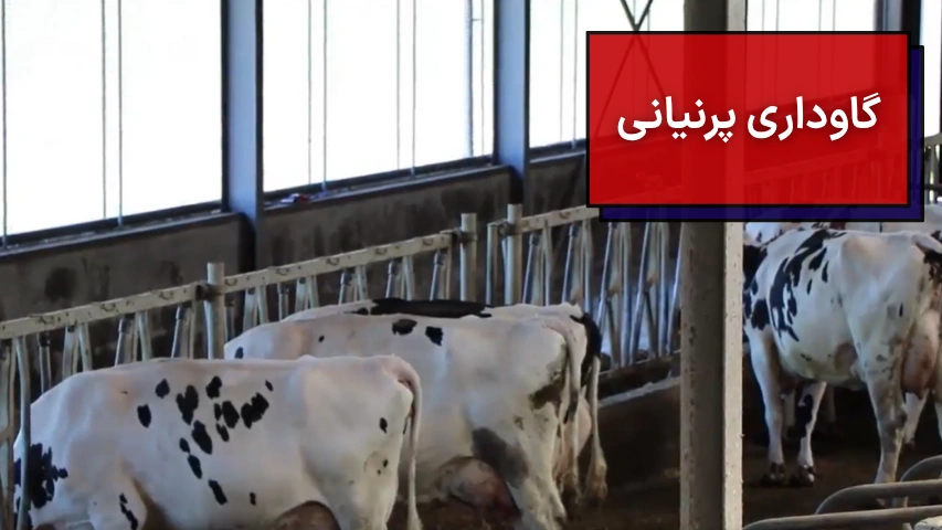 گاوداری پرنیانی