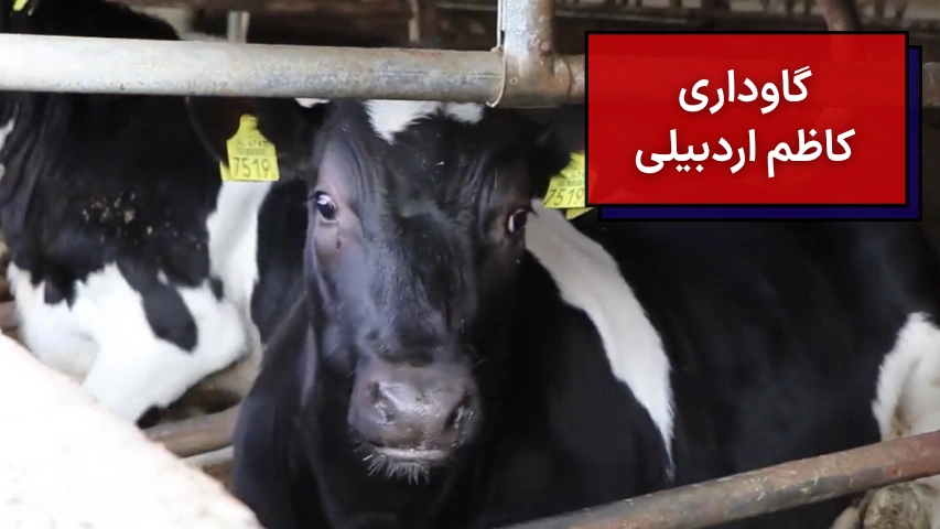 گاوداری کاظم اردبیلی