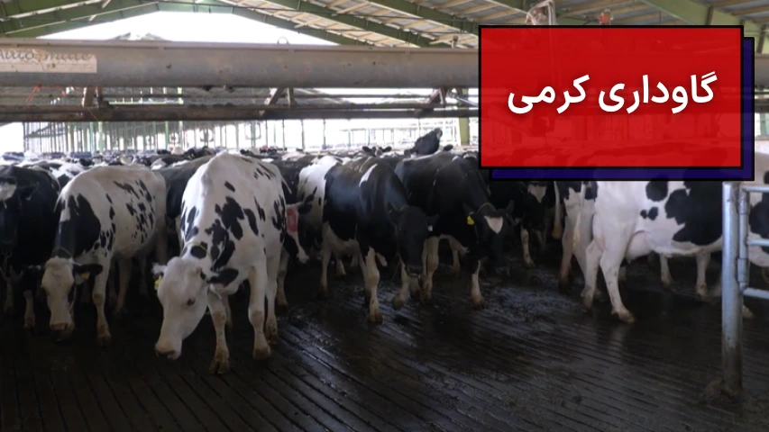 گاوداری کرمی