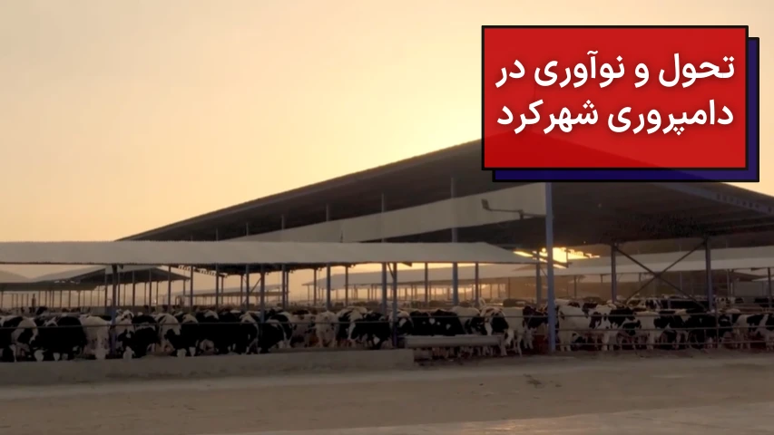 تحول و نوآوری در دامپروری شهرکرد