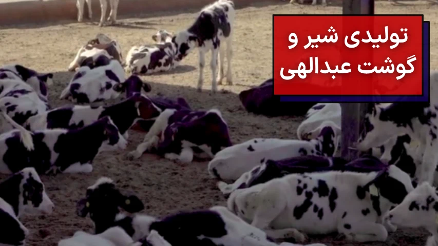 تولیدی شیر و گوشت عبدالهی