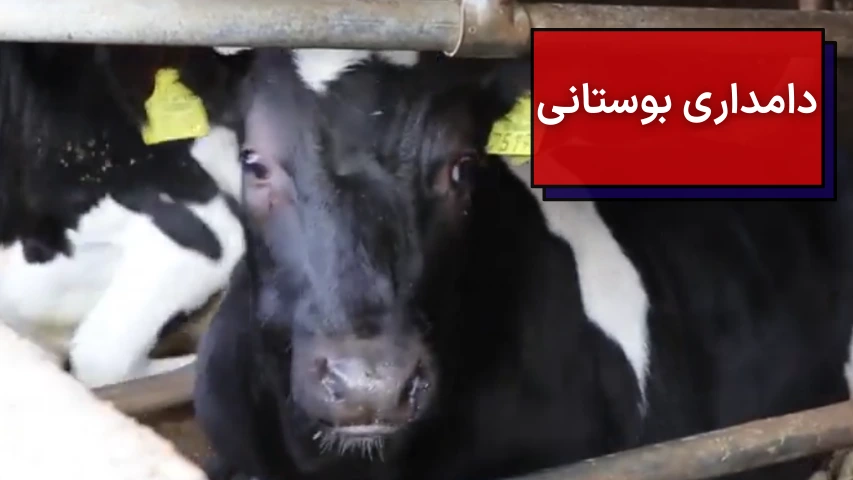 تصویر یک گاو در دامداری بوستانی
