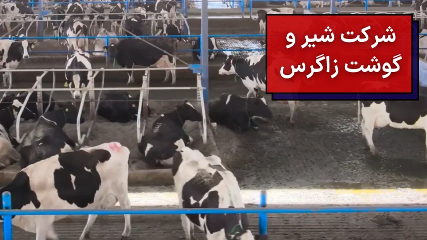 شرکت شیر و گوشت زاگرس شهرکرد