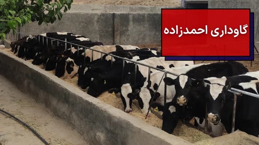 گاوداری احمدزاده