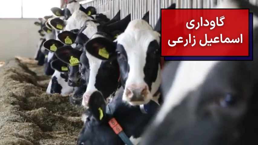 گاوداری اسماعیل زارعی