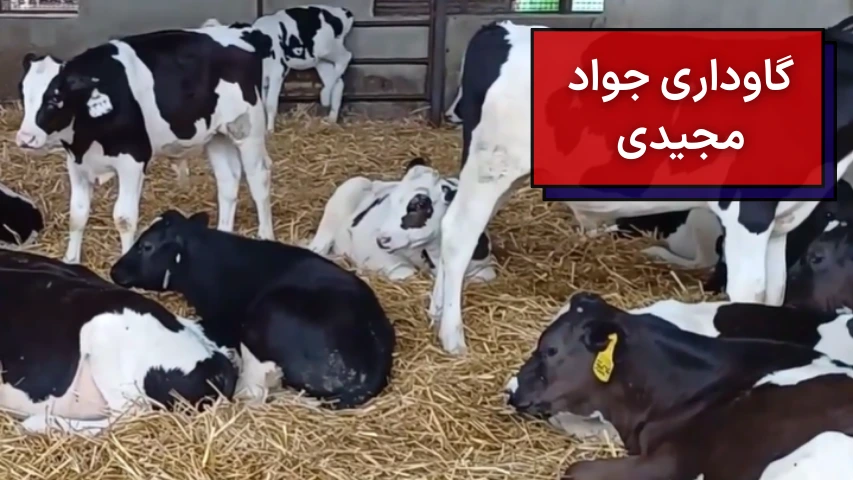 گاوداری جواد مجیدی