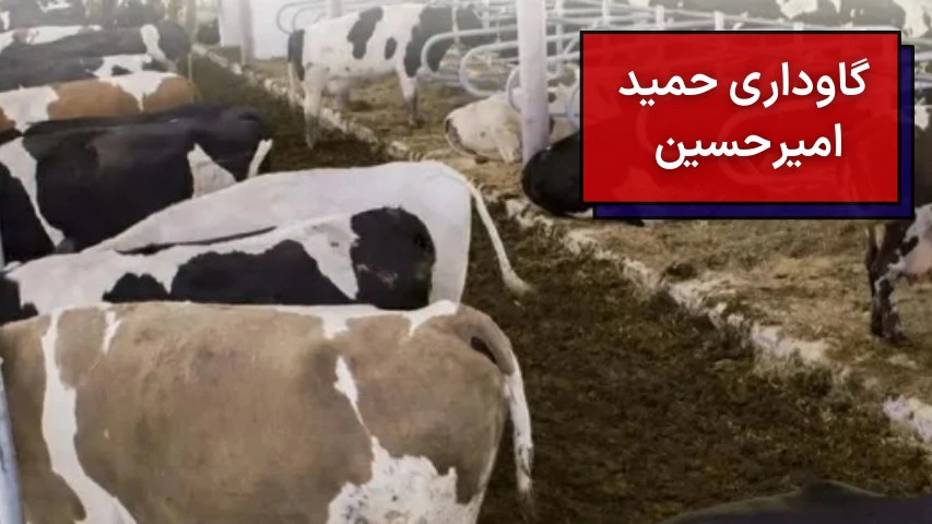گاوداری حمید امیرحسین