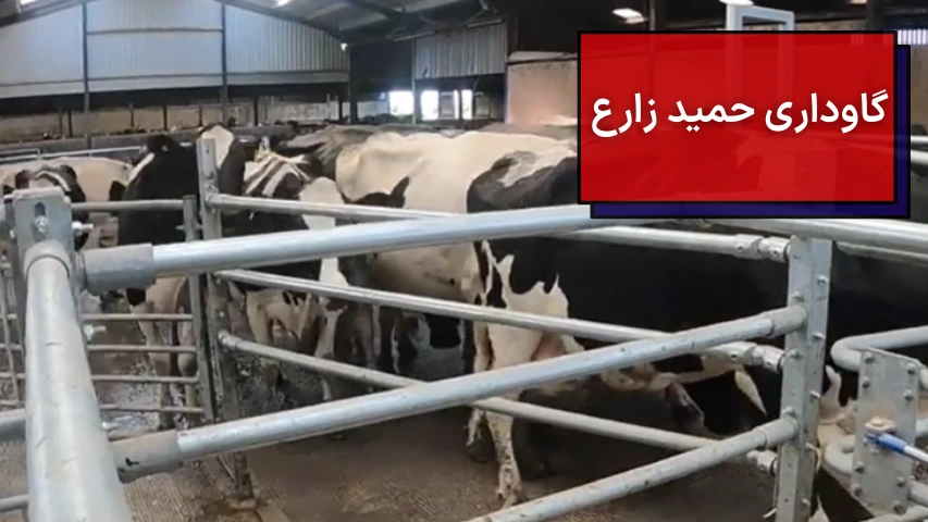 گاوداری حمید زارع