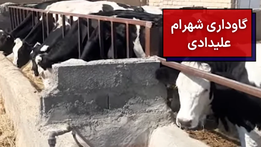 گاوداری شهرام علیدادی