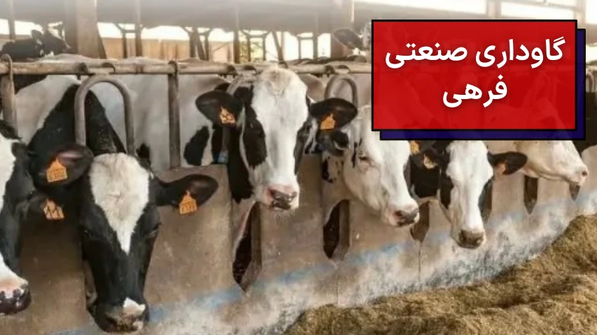 تصویری از چند گاو در گاوداری صنعتی فرهی