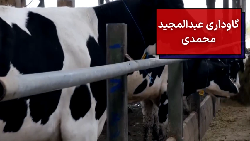 گاوداری عبدالمجید محمدی