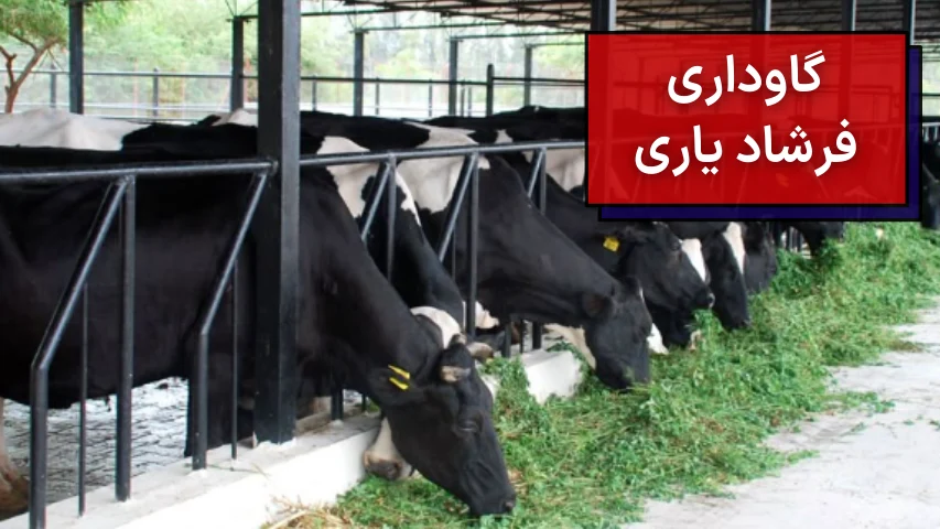 عکسی از چندین گاو در حال خوردن یونجه در گاوداری فرشاد یاری