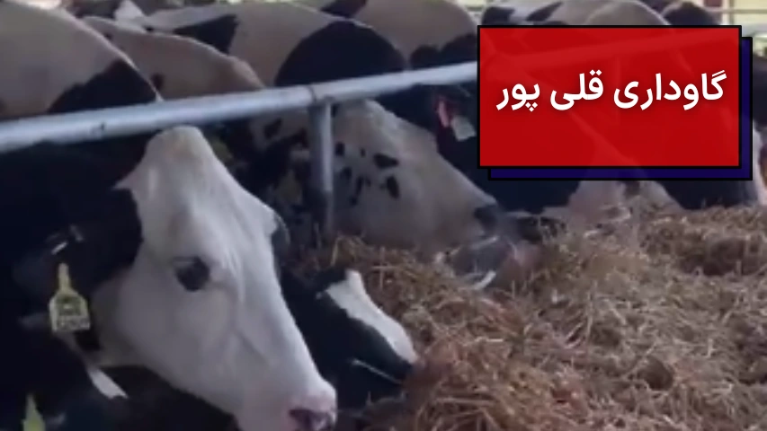 گاوها در حال خوردن علوفه در گاوداری قلی پور