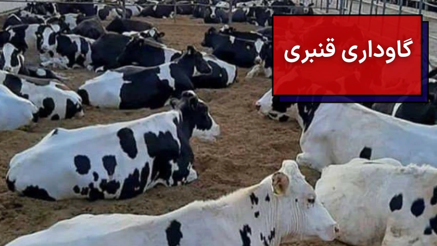 تصویری از استراحت چندین گاو در گاوداری قنبری