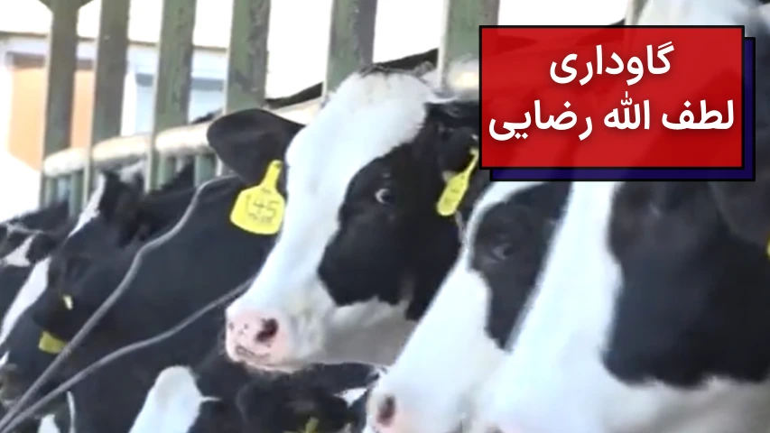 گاوداری لطف الله رضایی