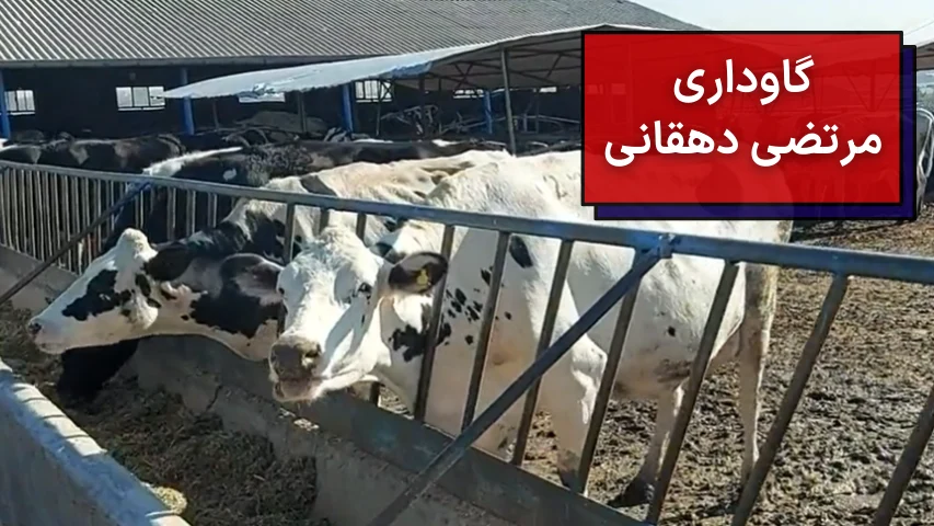 عکسی از یک گاو سفید در گاوداری مرتضی دهقانی